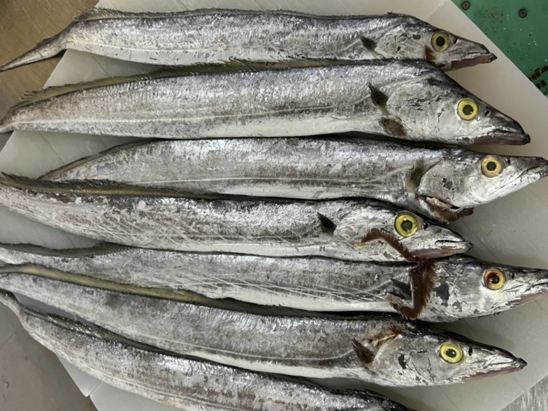 Ribbonfish