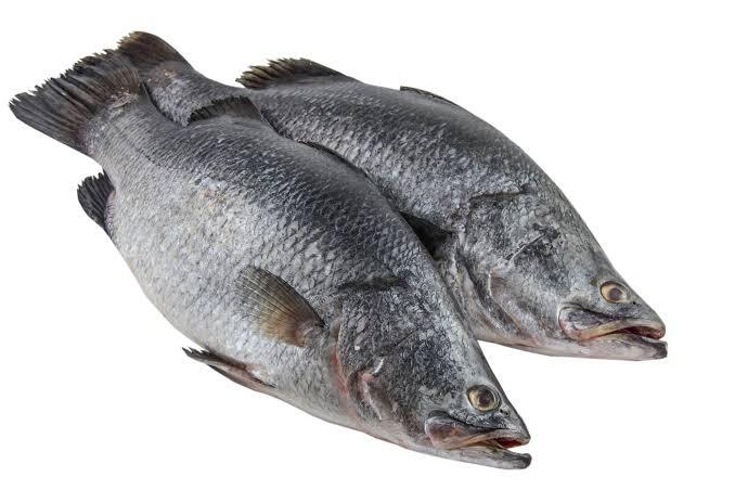 Barramundi