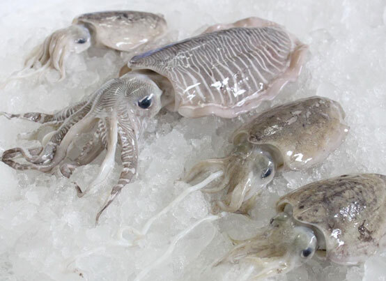CUTTLE FISH WHOLE