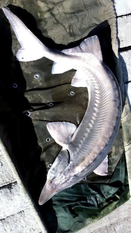 Beluga Fish in Iran